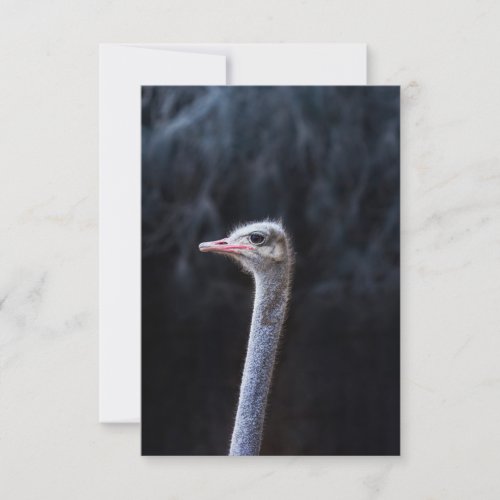 ostrich portrait  