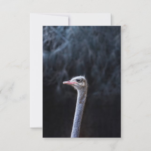 ostrich portrait     (Front)