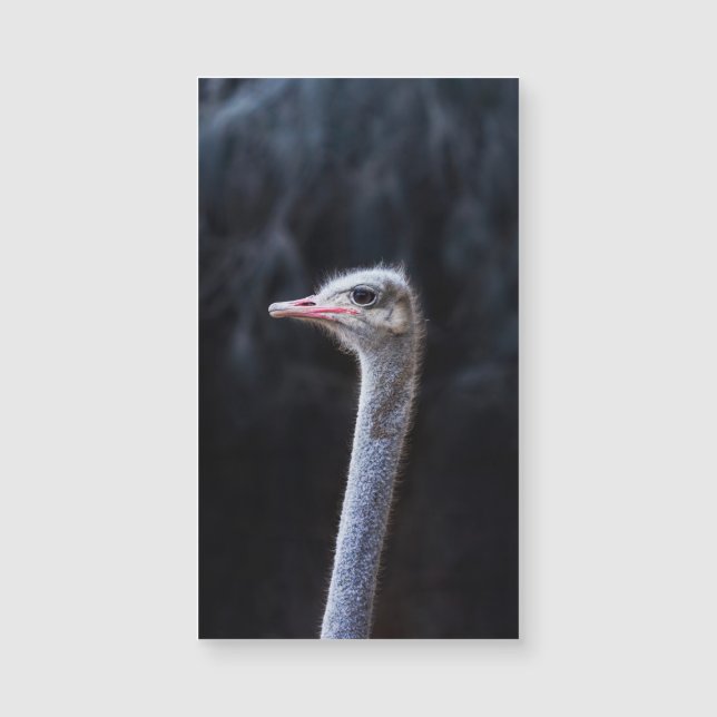 ostrich portrait     (Front)