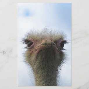 Ostrich Portrait