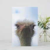 Ostrich Portrait (Standing Front)