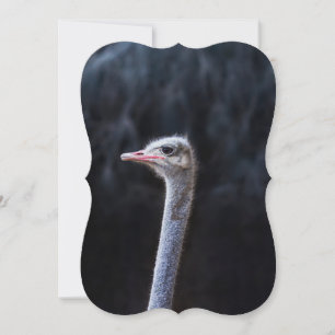 ostrich portrait 