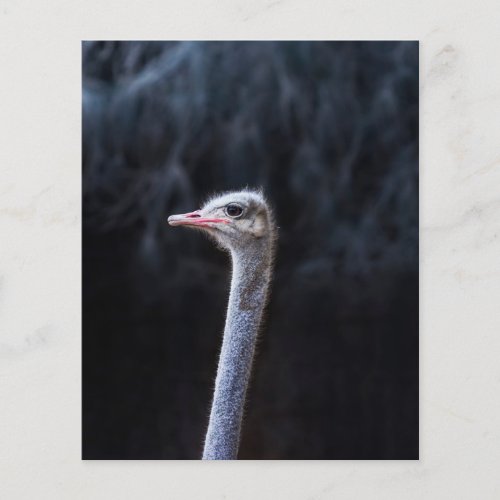 ostrich portrait   