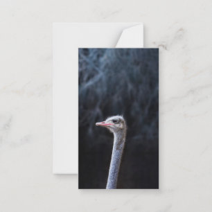 ostrich portrait     advice card