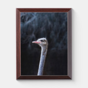 ostrich portrait     award plaque