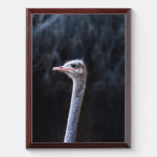 ostrich portrait award plaque