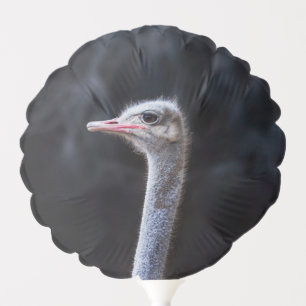 ostrich portrait balloon