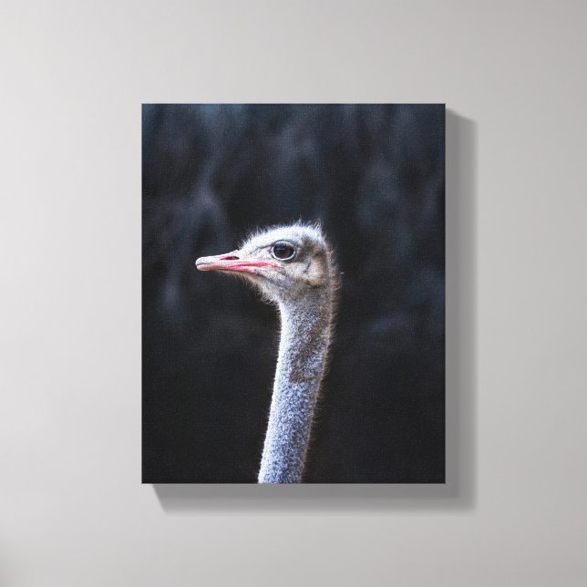 ostrich portrait     canvas print (Front)