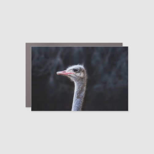 ostrich portrait   car magnet