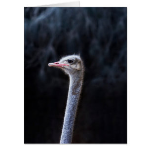ostrich portrait    card