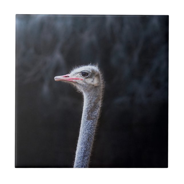 ostrich portrait    ceramic tile (Front)