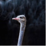 ostrich portrait cutout<br><div class="desc">ostrich portrait</div>