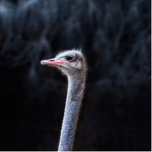 ostrich portrait   cutout