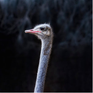 ostrich portrait cutout