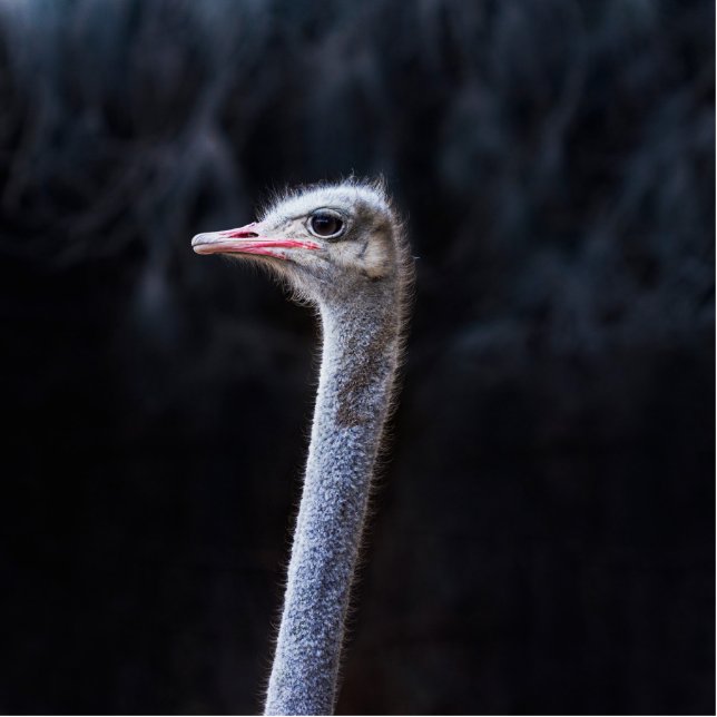 ostrich portrait     cutout (Front)