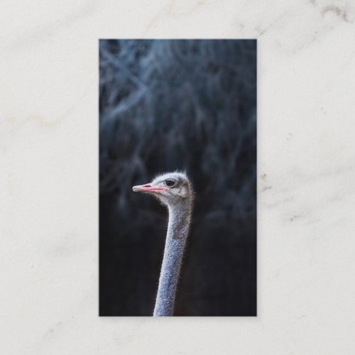 ostrich portrait     discount card