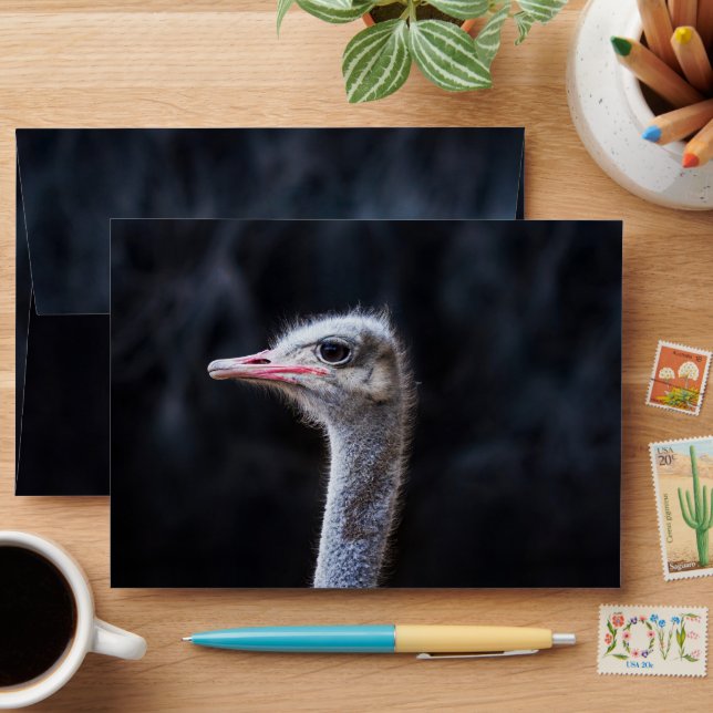 ostrich portrait    envelope (Desk)