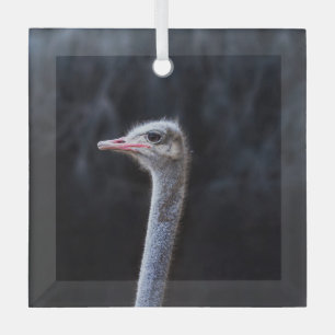 ostrich portrait    glass ornament