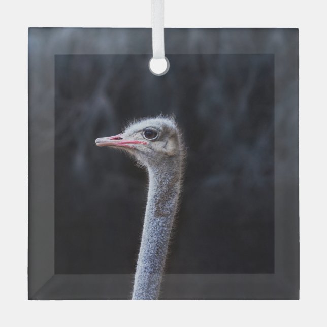ostrich portrait    glass ornament (Front)