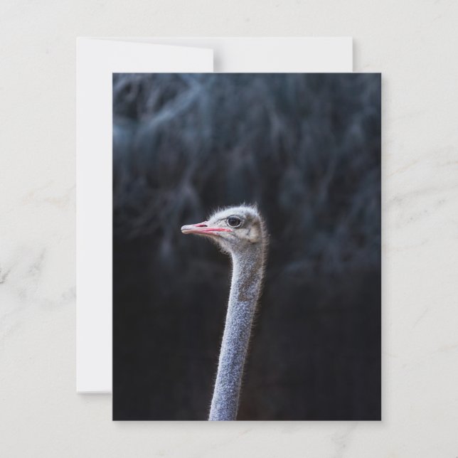 ostrich portrait holiday card (Front)