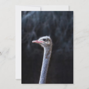 ostrich portrait holiday card