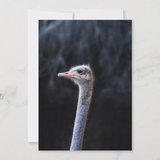 ostrich portrait    holiday card (Front)
