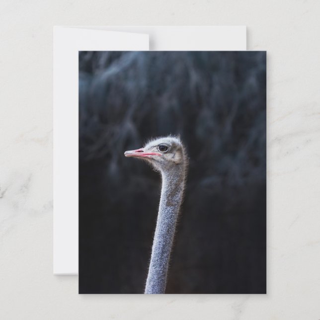 ostrich portrait invitation (Front)