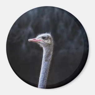 ostrich portrait magnet