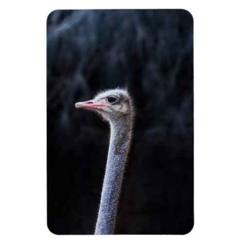 ostrich portrait  magnet