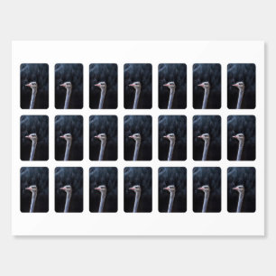 ostrich portrait matchboxes