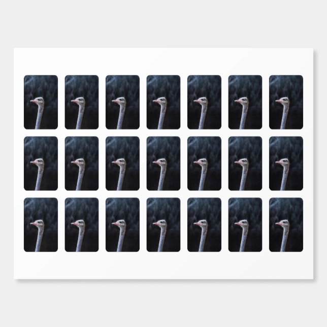 ostrich portrait   matchboxes (Sticker Sheet)