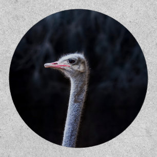ostrich portrait    patch