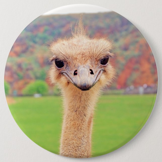 Ostrich portrait pinback button (Front)