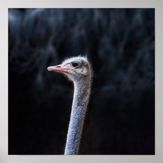 ostrich portrait poster (Front)