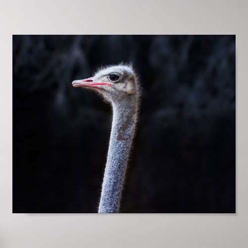 ostrich portrait poster
