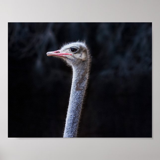 ostrich portrait poster (Front)