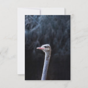 ostrich portrait RSVP card