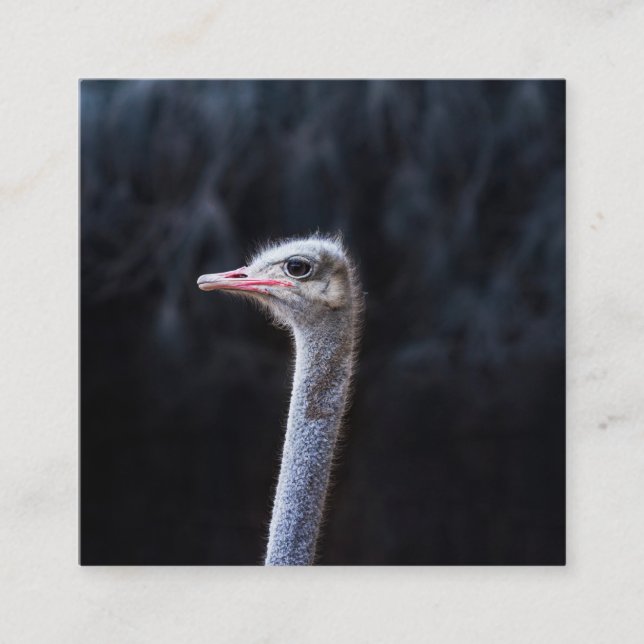 ostrich portrait    square business card (Front)