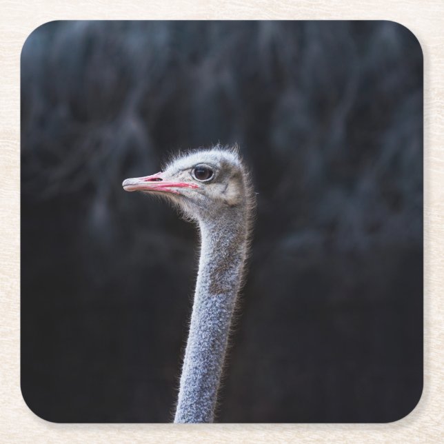 ostrich portrait  square paper coaster (Front)