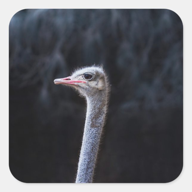ostrich portrait    square sticker (Front)