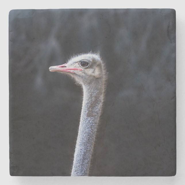 ostrich portrait   stone coaster (Front)