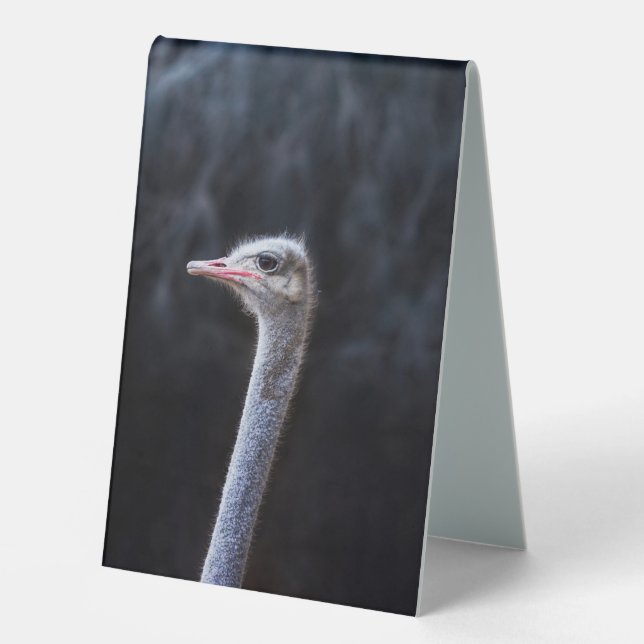 ostrich portrait  table tent (Front)