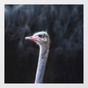 ostrich portrait wall decal