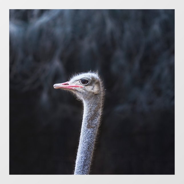 ostrich portrait     window cling (Sheet)