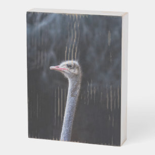 ostrich portrait wooden box sign
