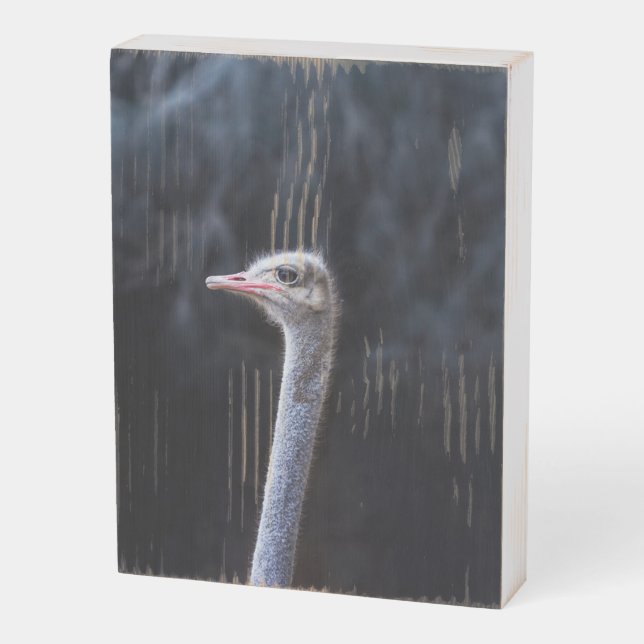 ostrich portrait   wooden box sign (Angled Vertical)