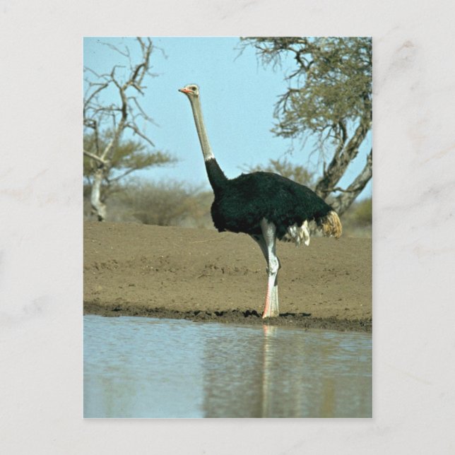 Ostrich Postcard (Front)