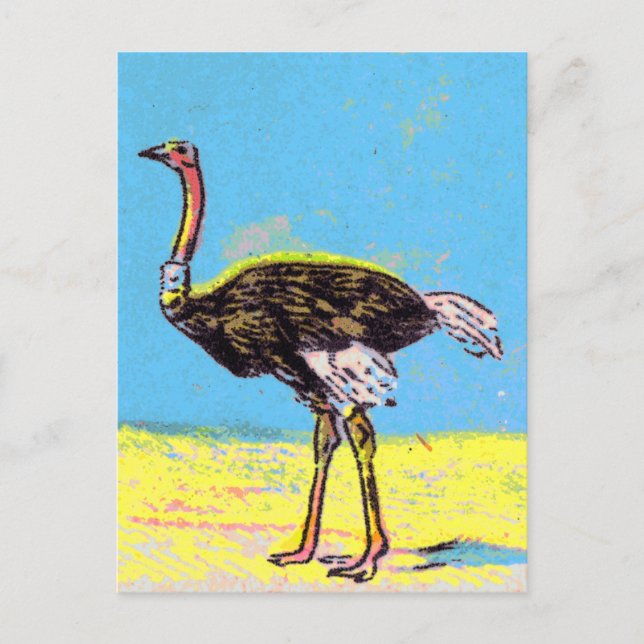 Ostrich Postcard (Front)