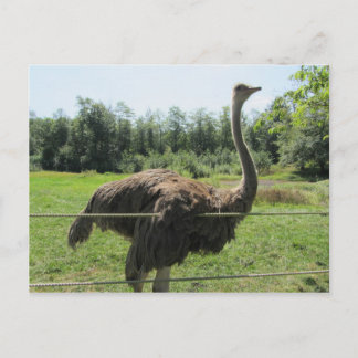 Ostrich Postcard