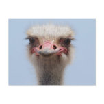 Ostrich Postcard